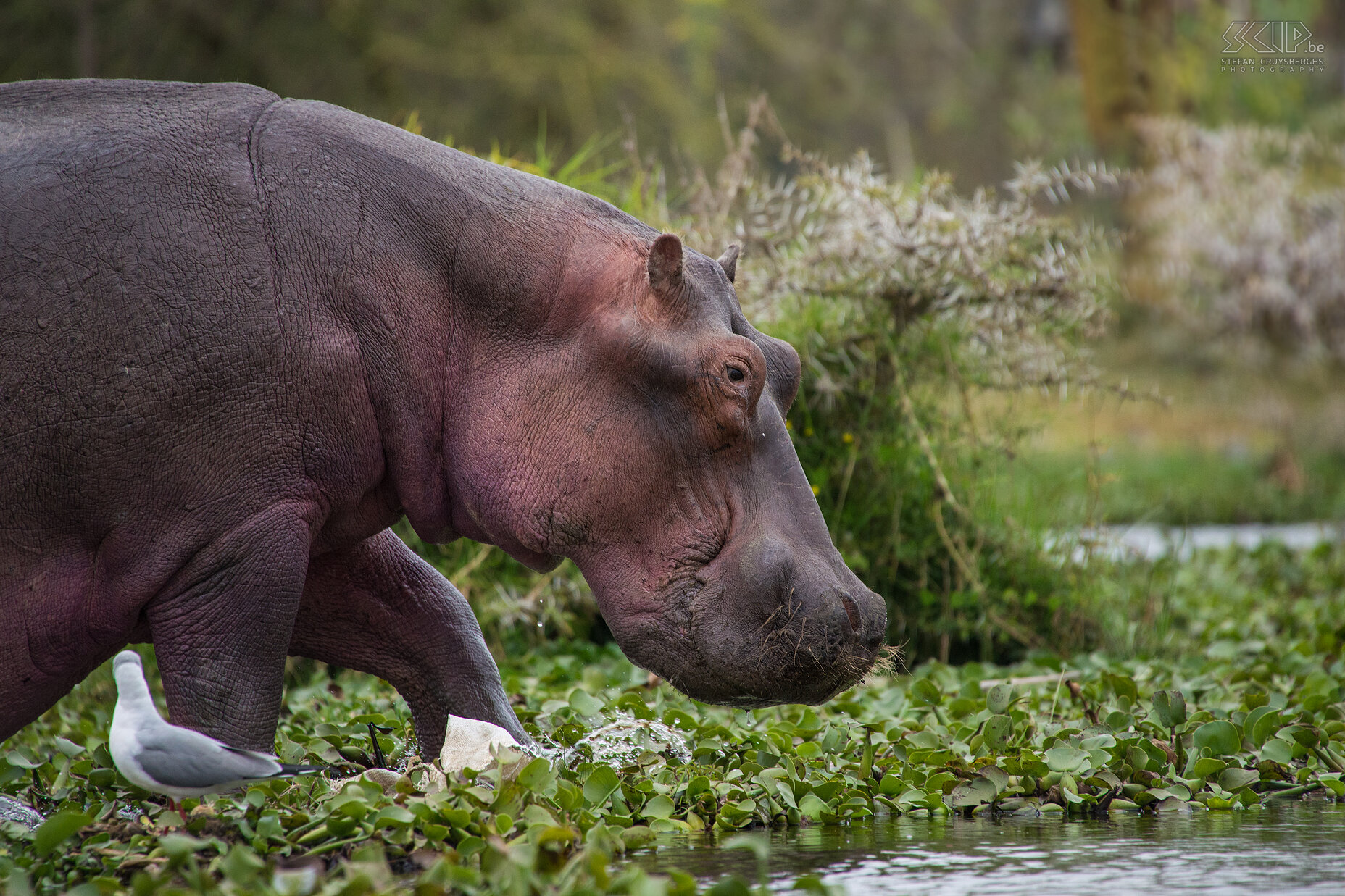 Lake Naivasha - Nijlpaard (Hippo, Hippopotamus amphibius) Stefan Cruysberghs